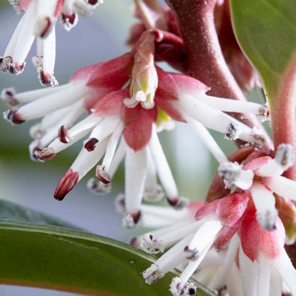 Sarcococca Winter Gem - Vleesbes