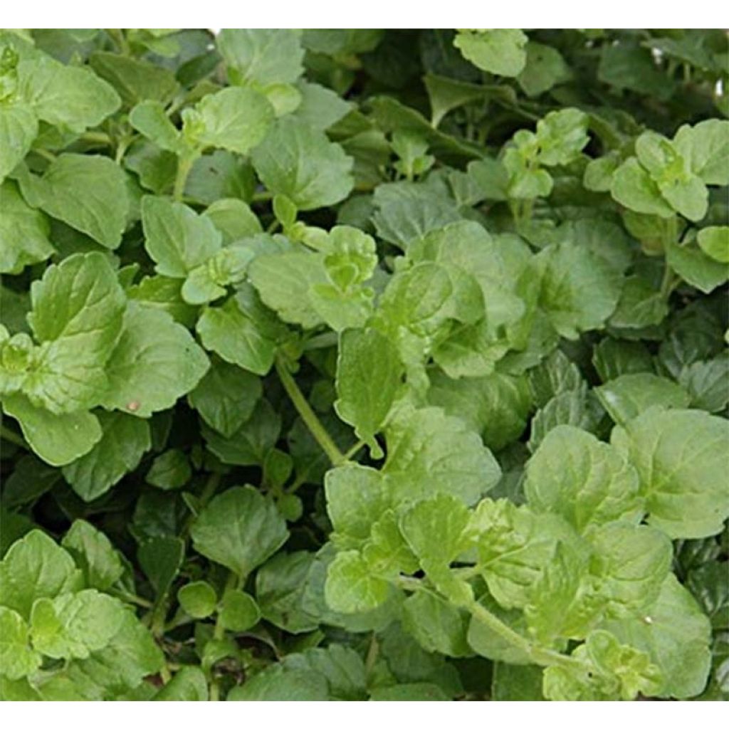 Satureja douglasii Indian Mint - Indische munt