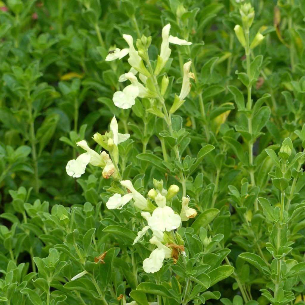 Salvia Lemon Light - Struiksalie