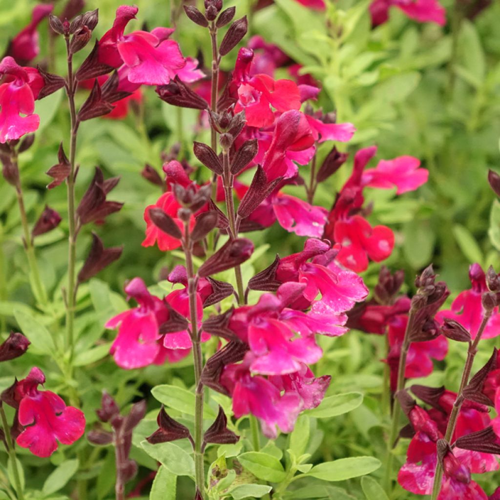 Salvia greggii Mirage Burgundy - Herfstsalie