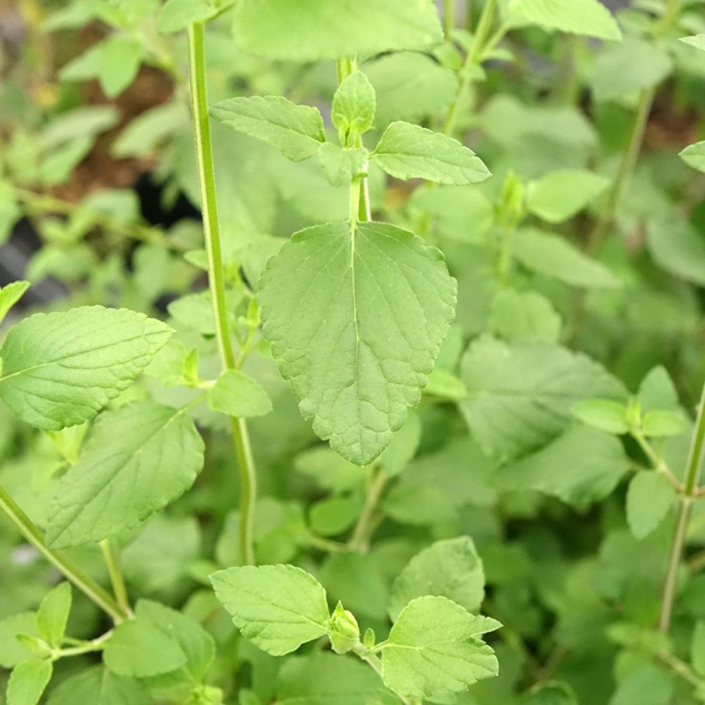 Salvia microphylla Hot Lips - Struiksalie