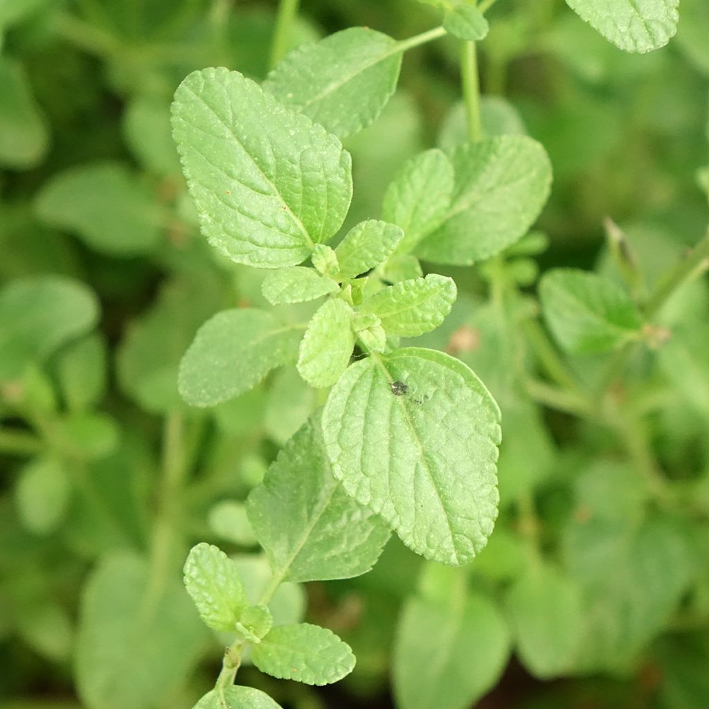 Salvia microphylla So Cool Pale Blue - Struiksalie