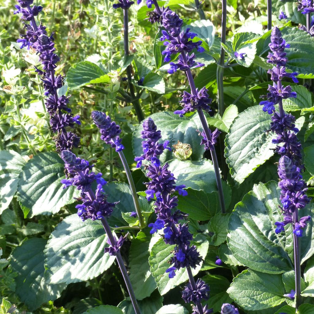 Salvia Big Blue - Meelsalie