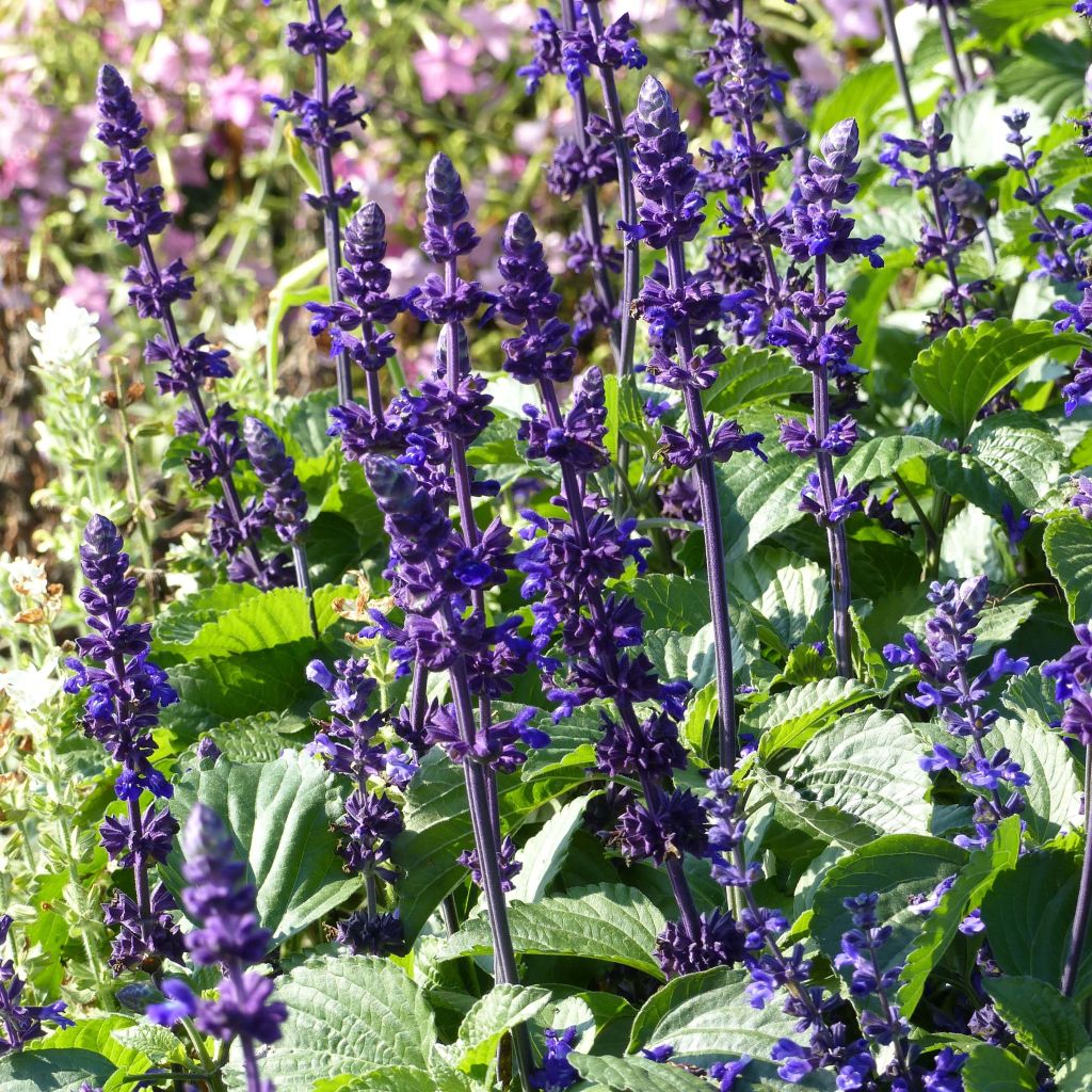 Salvia Big Blue - Meelsalie