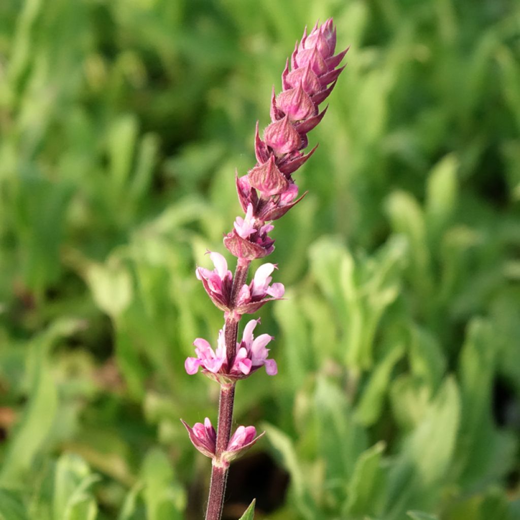 Salvia nemorosa Caradonna Pink - Bossalie