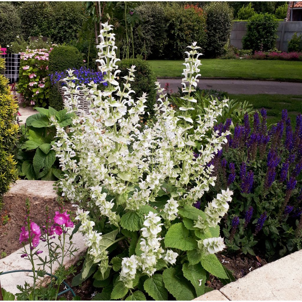 Salvia sclarea Vatican White - Scharlei