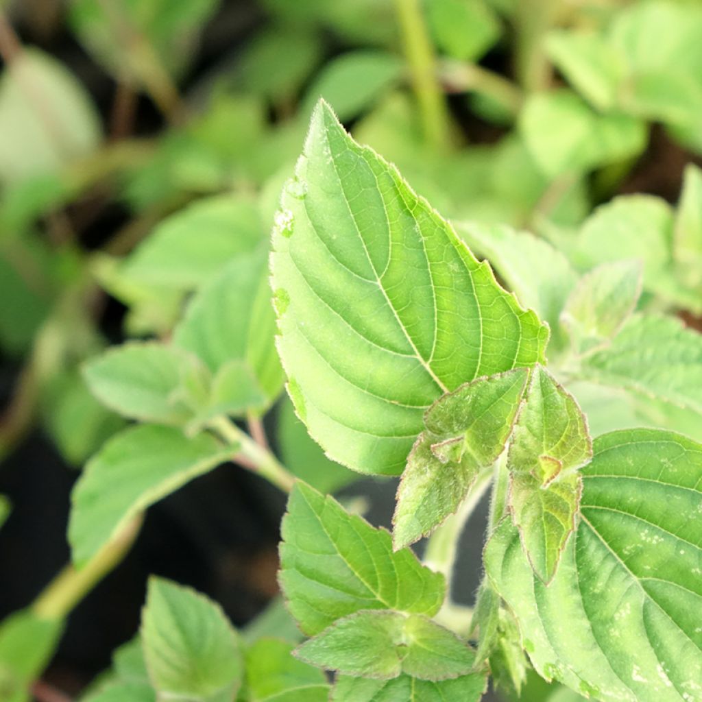 Ananassalie Tangerine  - Salvia elegans