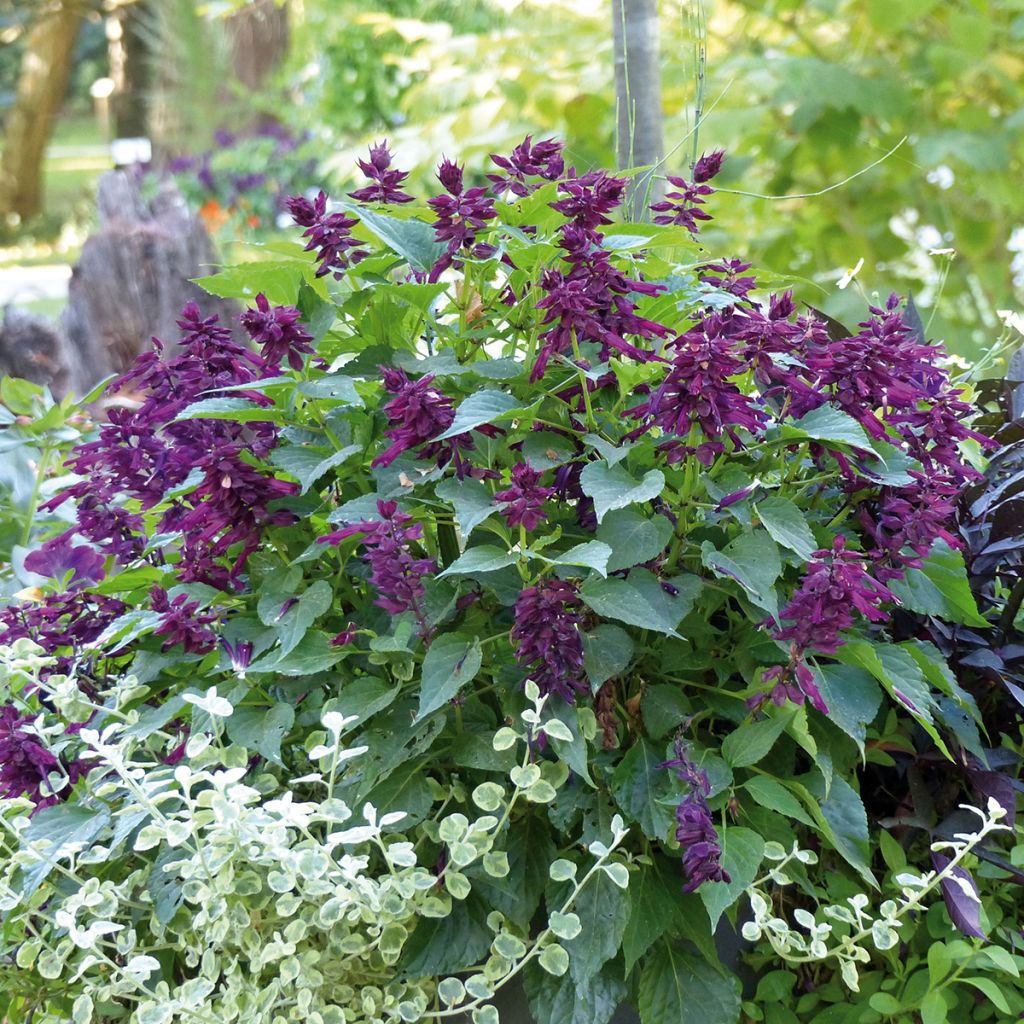 Salvia Gogo Purple - Vuursalie