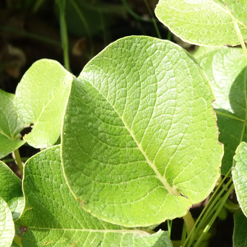 Salix kurilensis - Kruipwilg van de Koerilen