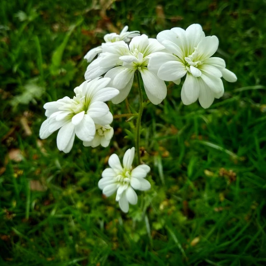 Saxifraga granulata Flore Pleno - Knolsteenbreek