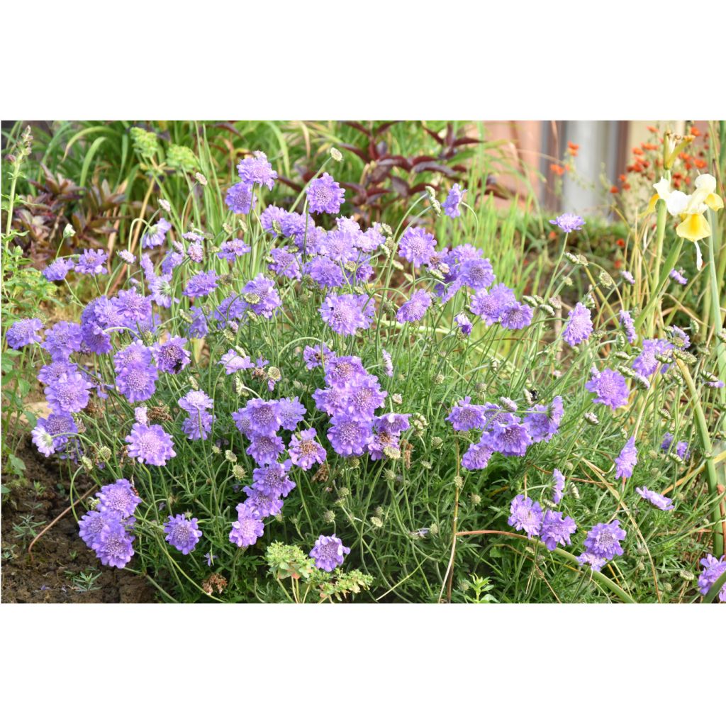 Scabiosa columbaria Butterfly Blue - Duifkruid
