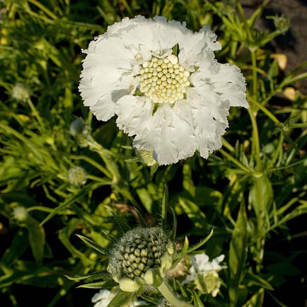 Scabiosa caucasica Alba - Kaukasisch duifkruid
