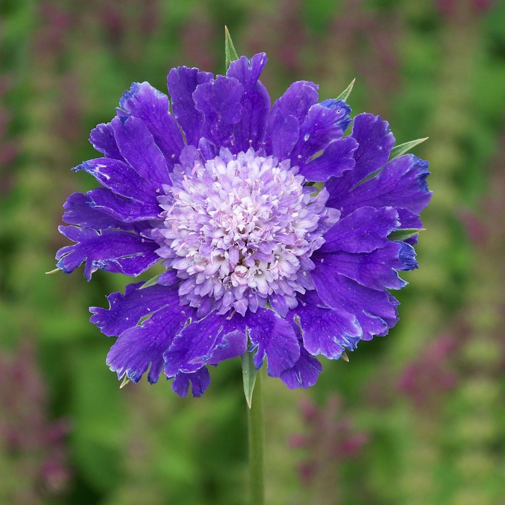 Scabiosa caucasica Fama - Kaukasisch duifkruid
