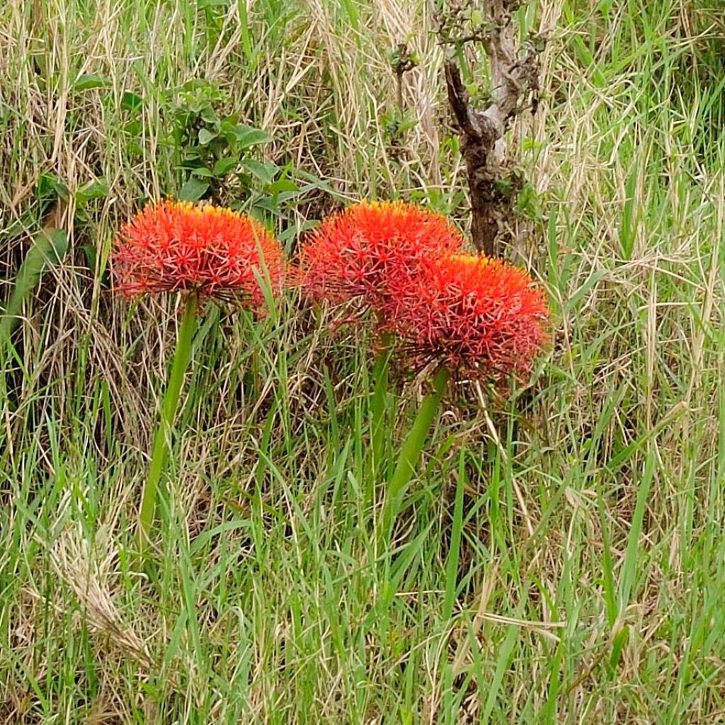 Scadoxus multiflorus multiflorus - Poederkwast