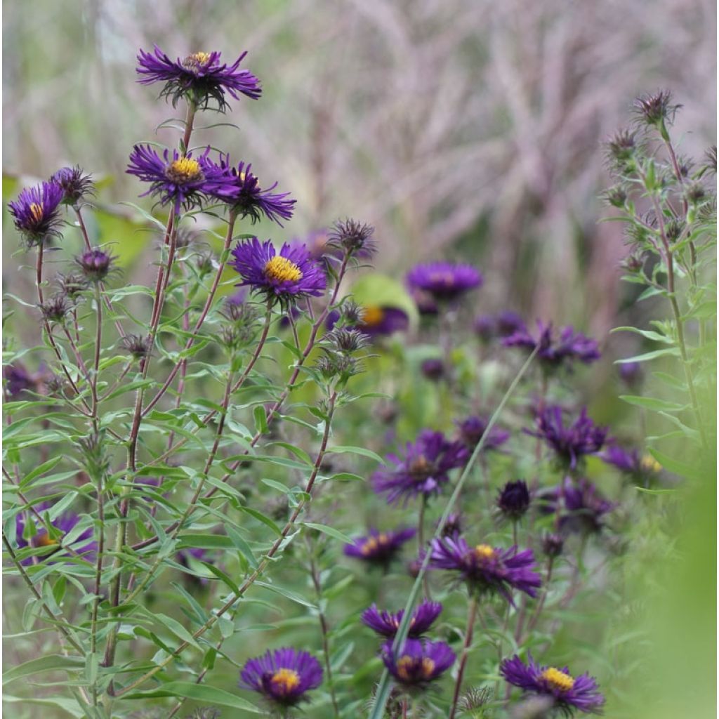 Aster novae-angliae Violetta - Nieuw-Engelse aster