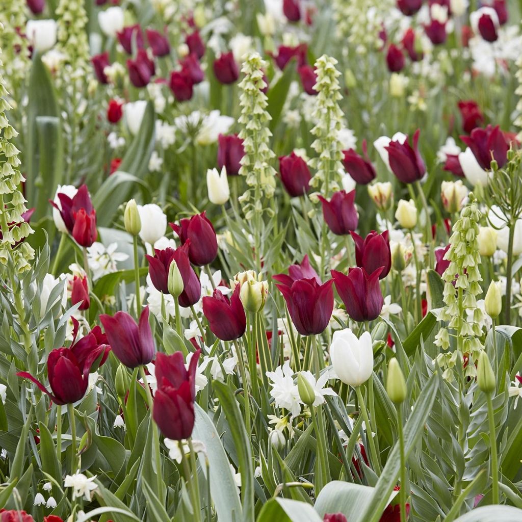 Collectie Robijn en Diamant