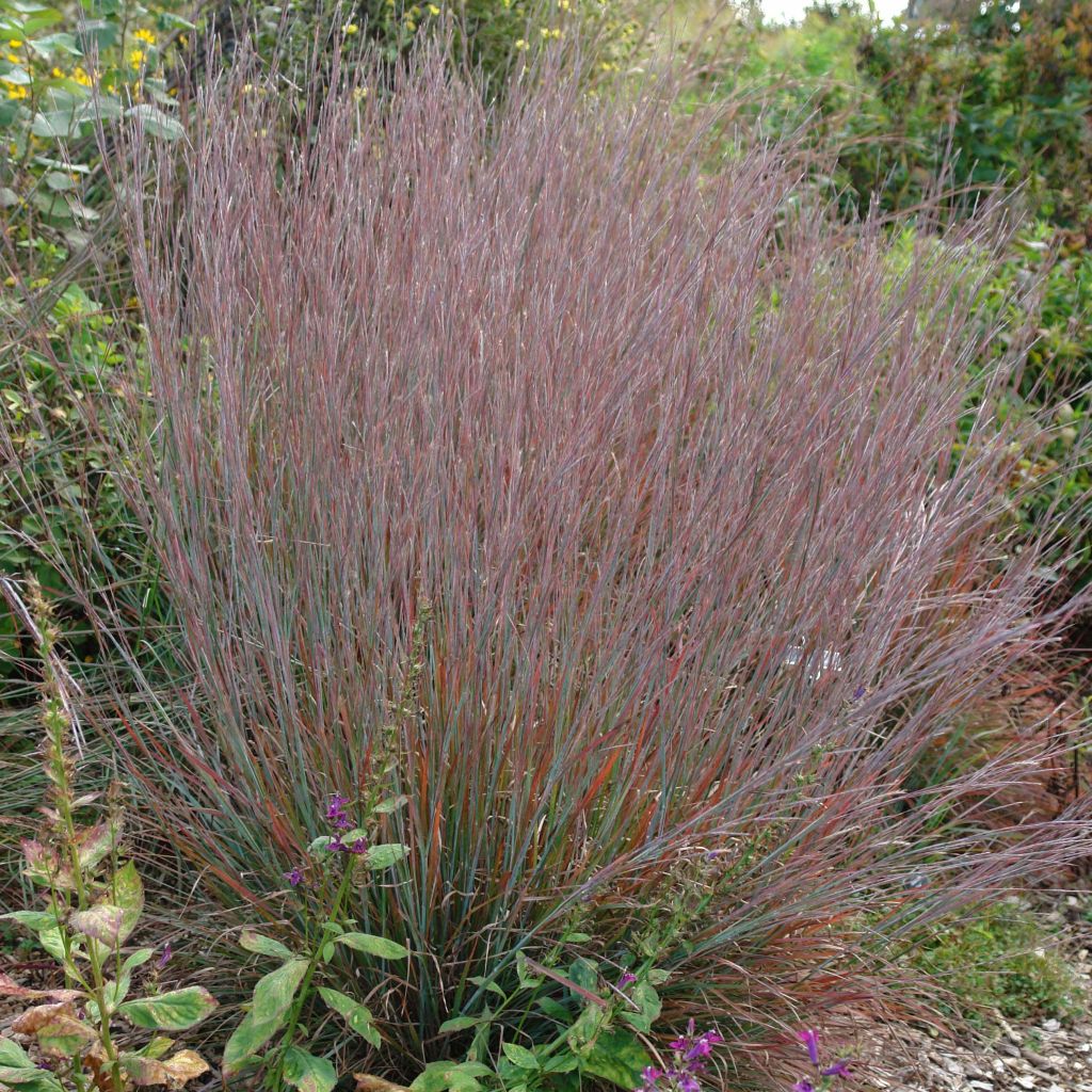 Schizachyrium scoparium Standing Ovation - Prairiegras