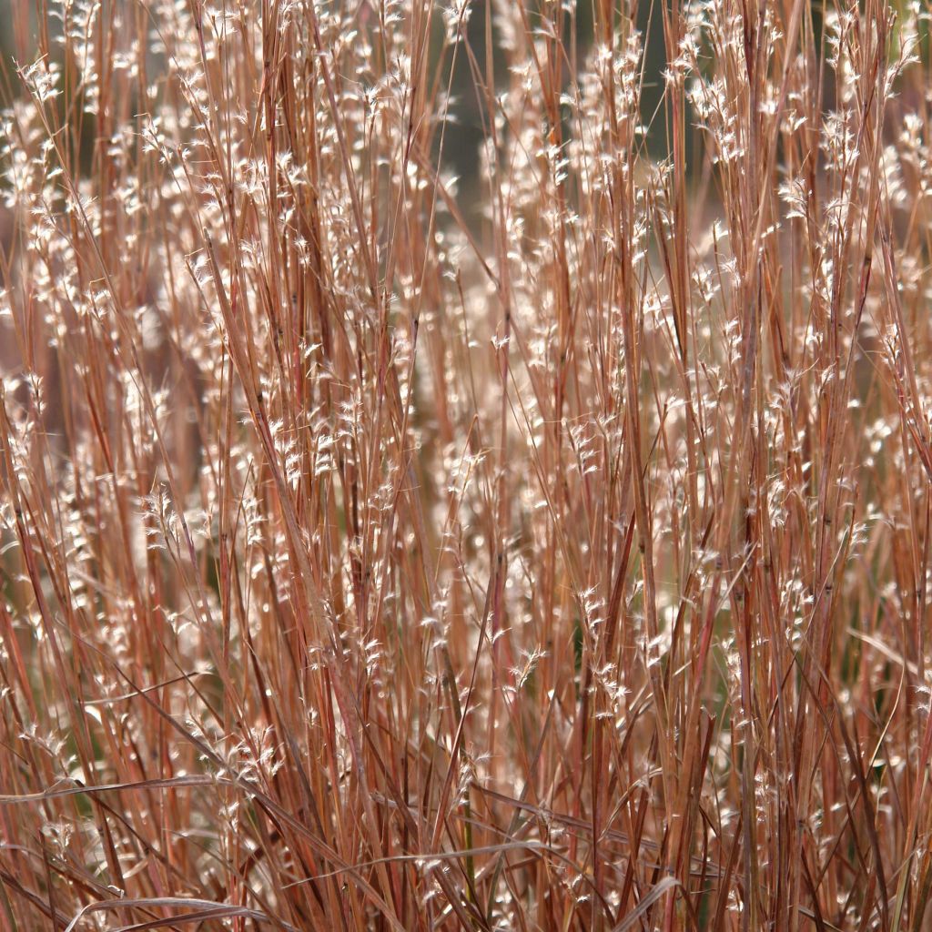 Schizachyrium scoparium Standing Ovation - Prairiegras