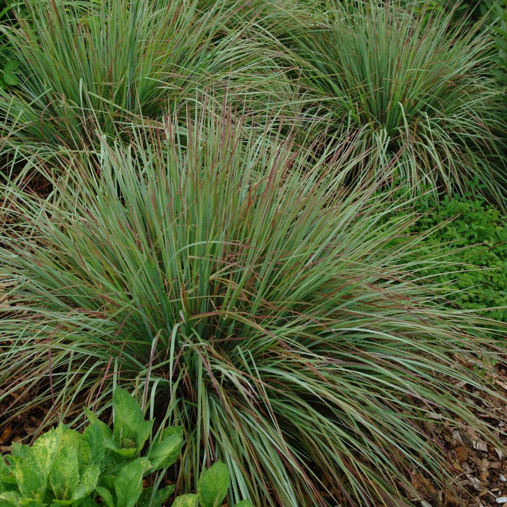 Schizachyrium scoparium Standing Ovation - Prairiegras