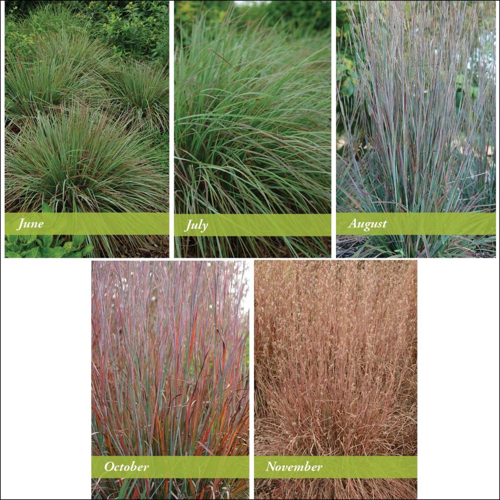 Schizachyrium scoparium Standing Ovation - Prairiegras
