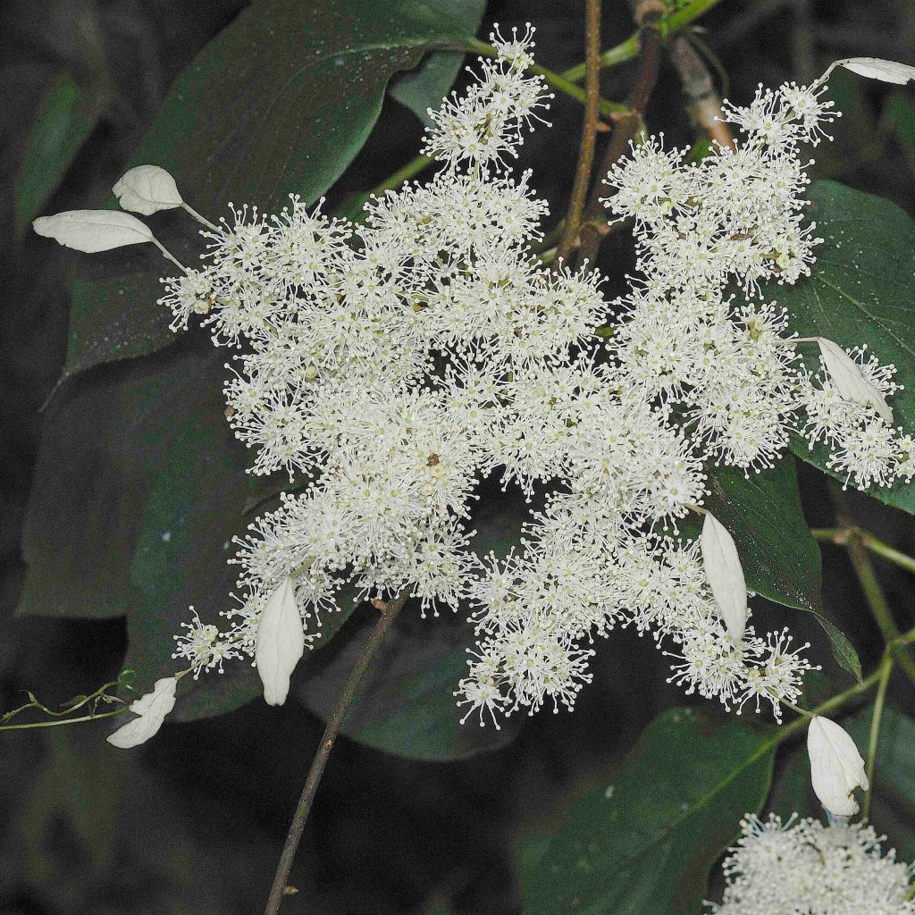 Schizophragma fauriei Angel Wings - Valse klimhortensia