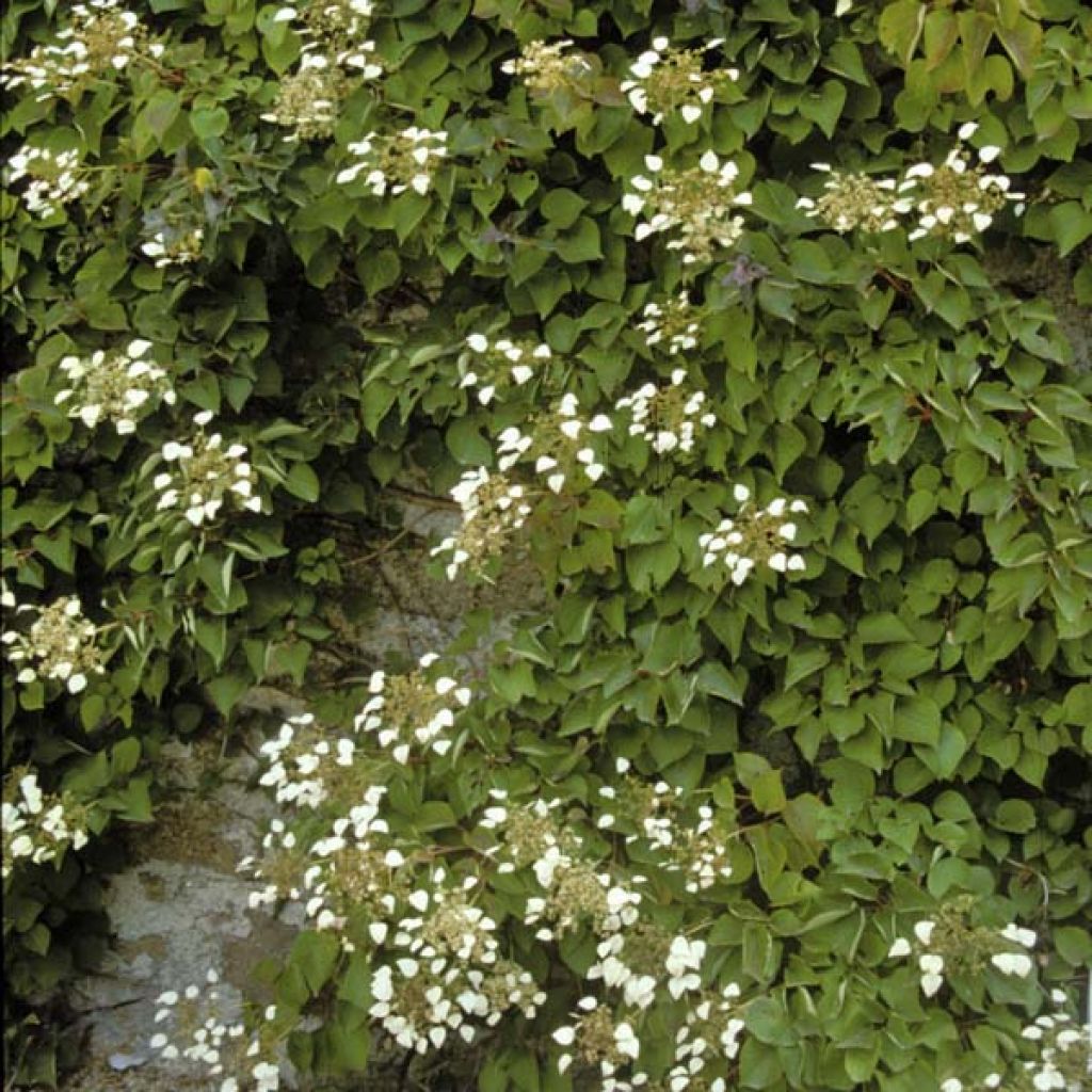 Schizophragma hydrangeoides - Valse klimhortensia