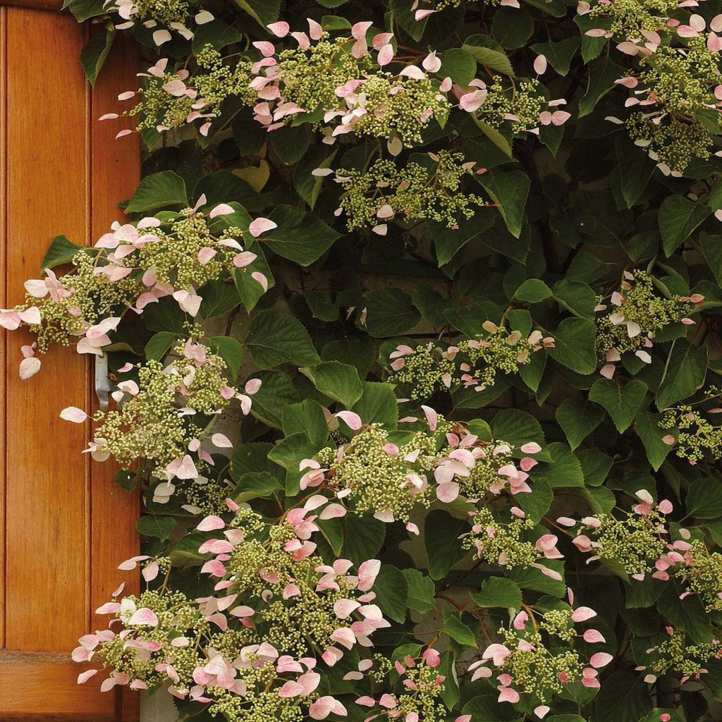 Schizophragma hydrangeoides Rose Sensation - Valse klimhortensia
