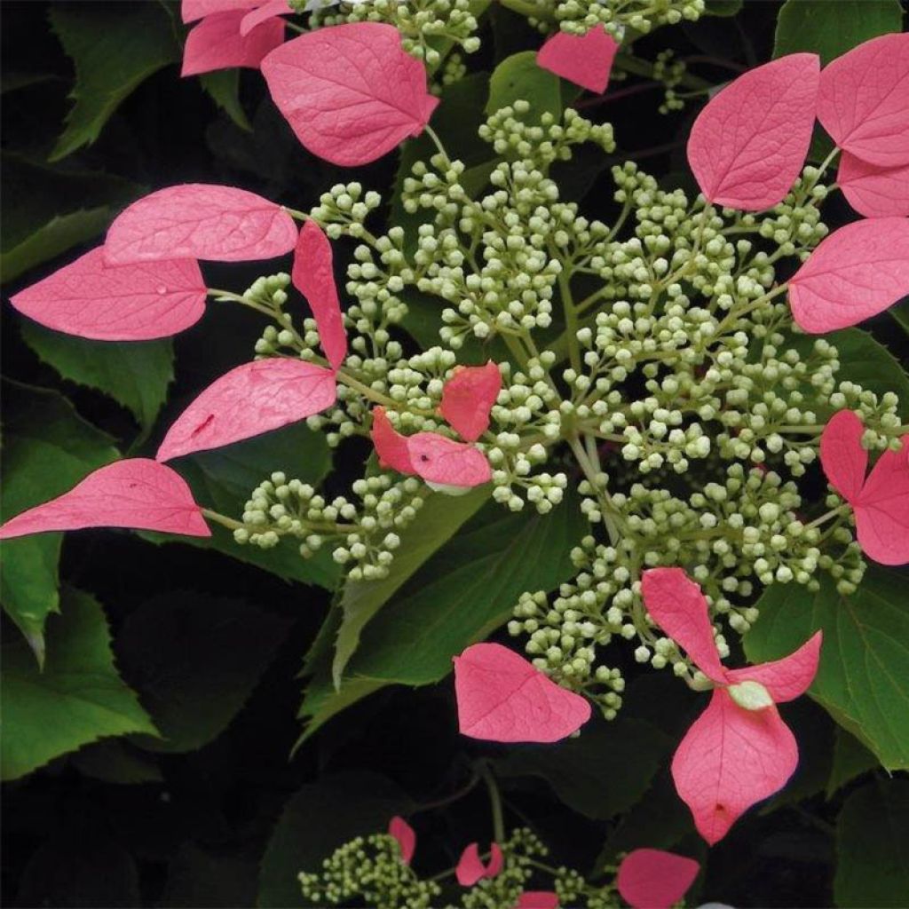 Schizophragma hydrangeoides Rose Sensation - Valse klimhortensia