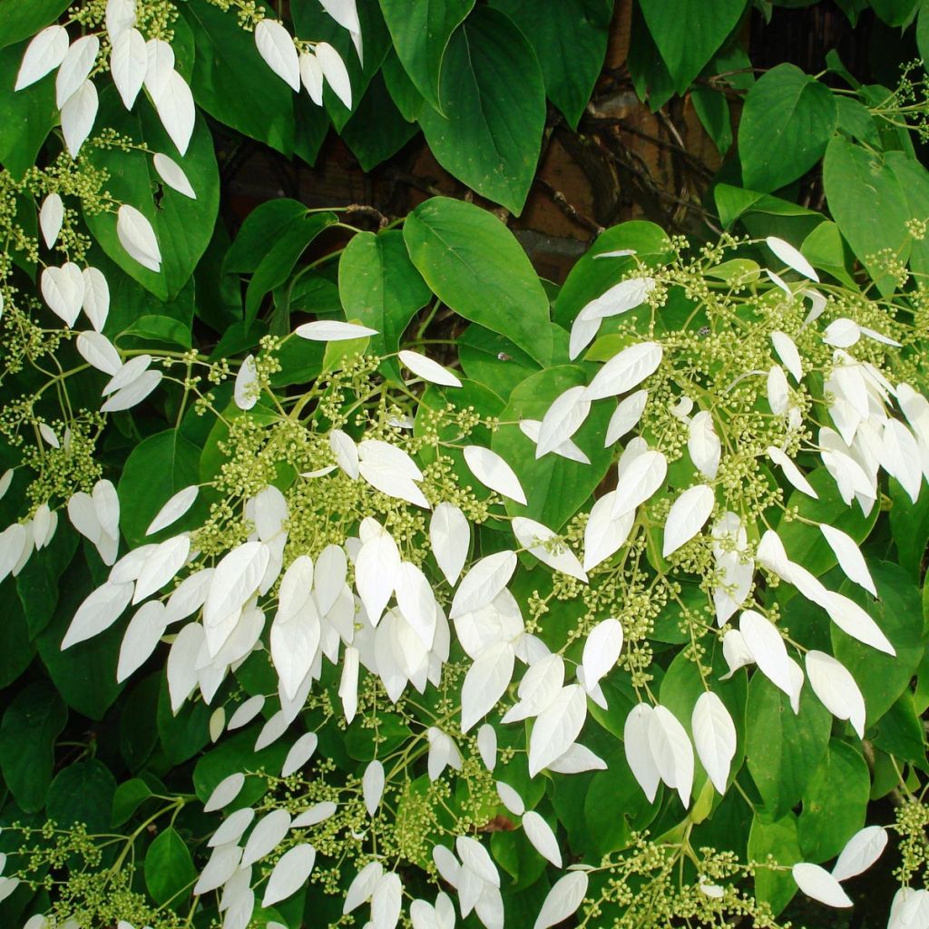 Schizophragma integrifolia - Valse klimhortensia