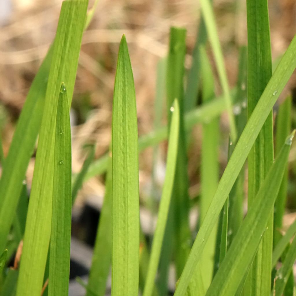 Schizostylis coccinea - Moerasgladiool