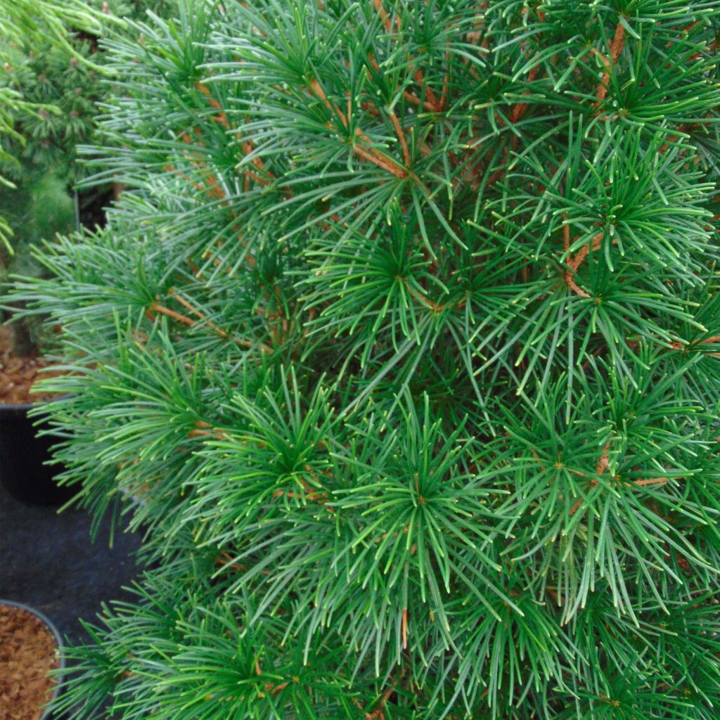 Sciadopitys verticillata - Parasolden Japan