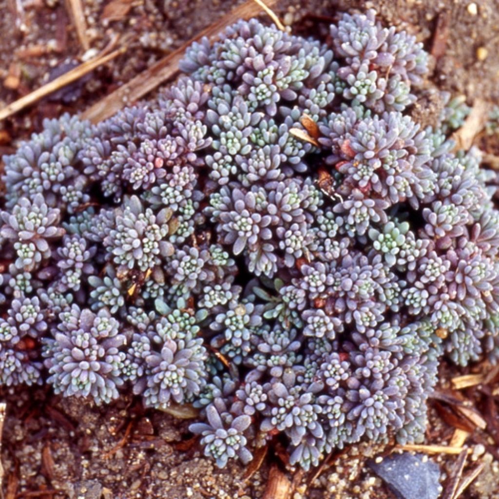 Sedum lydium Glaucum - Vetkruid