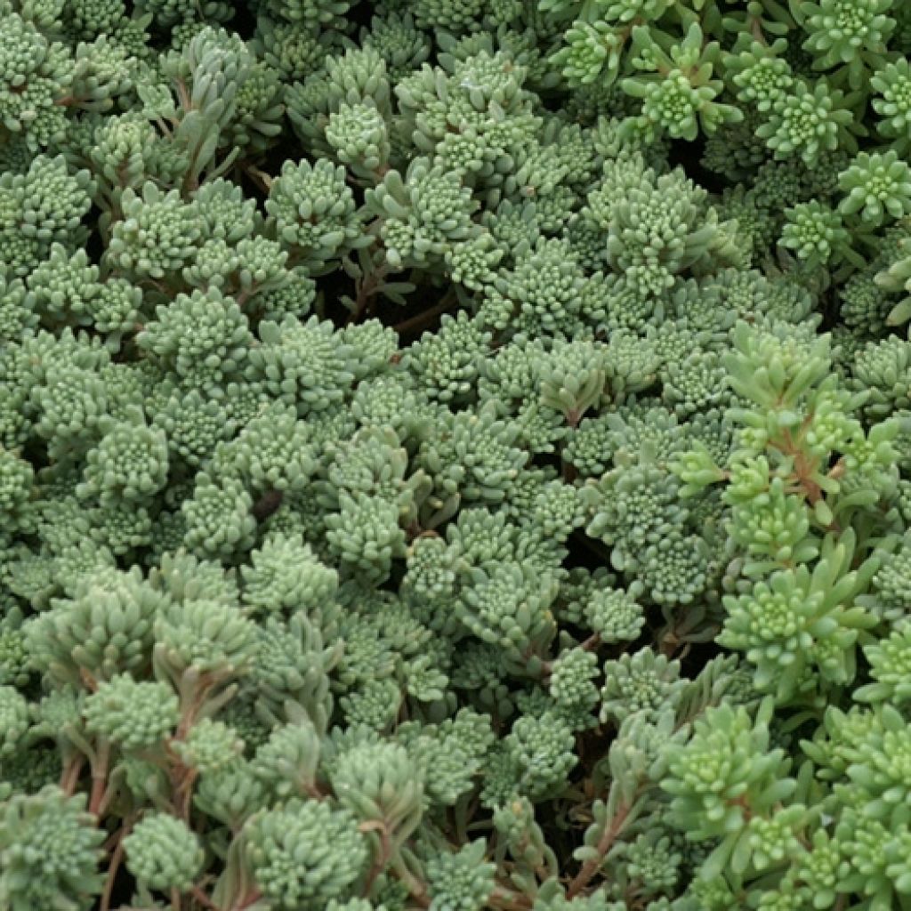 Sedum lydium Glaucum - Vetkruid