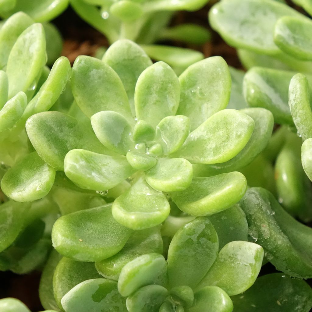 Sedum clavatum - Vetkruid