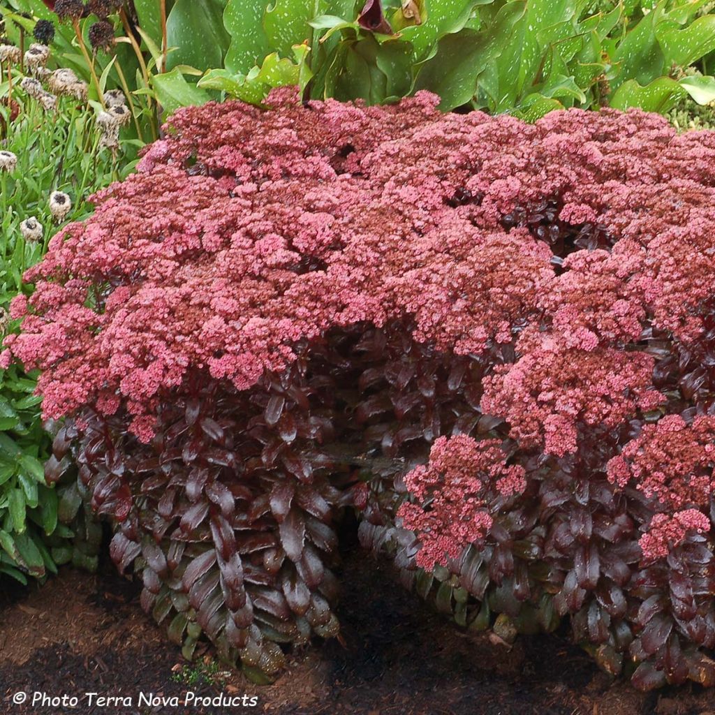 Sedum Dark Magic - Hemelsleutel