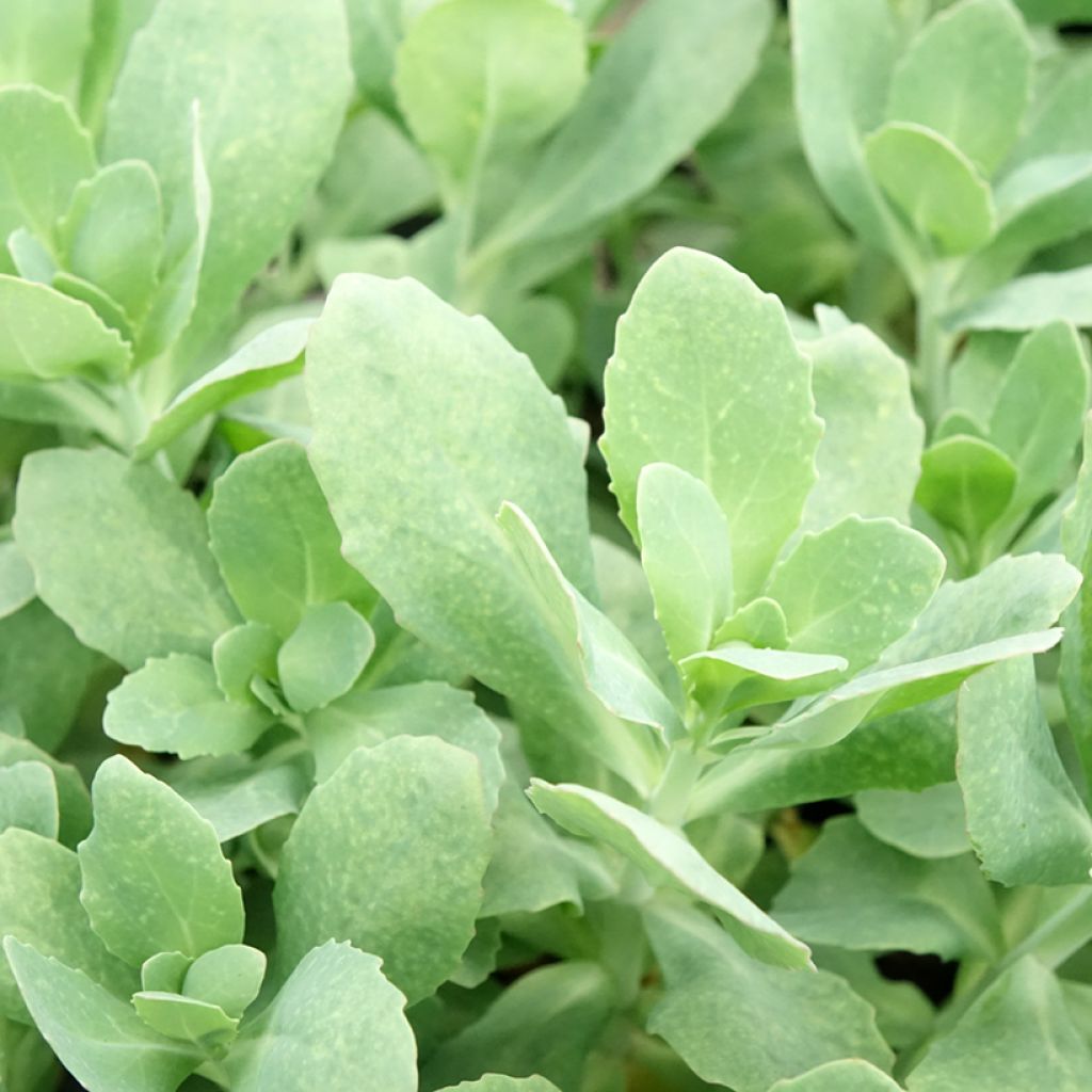 Hylotelephium Class Act - Hemelsleutel