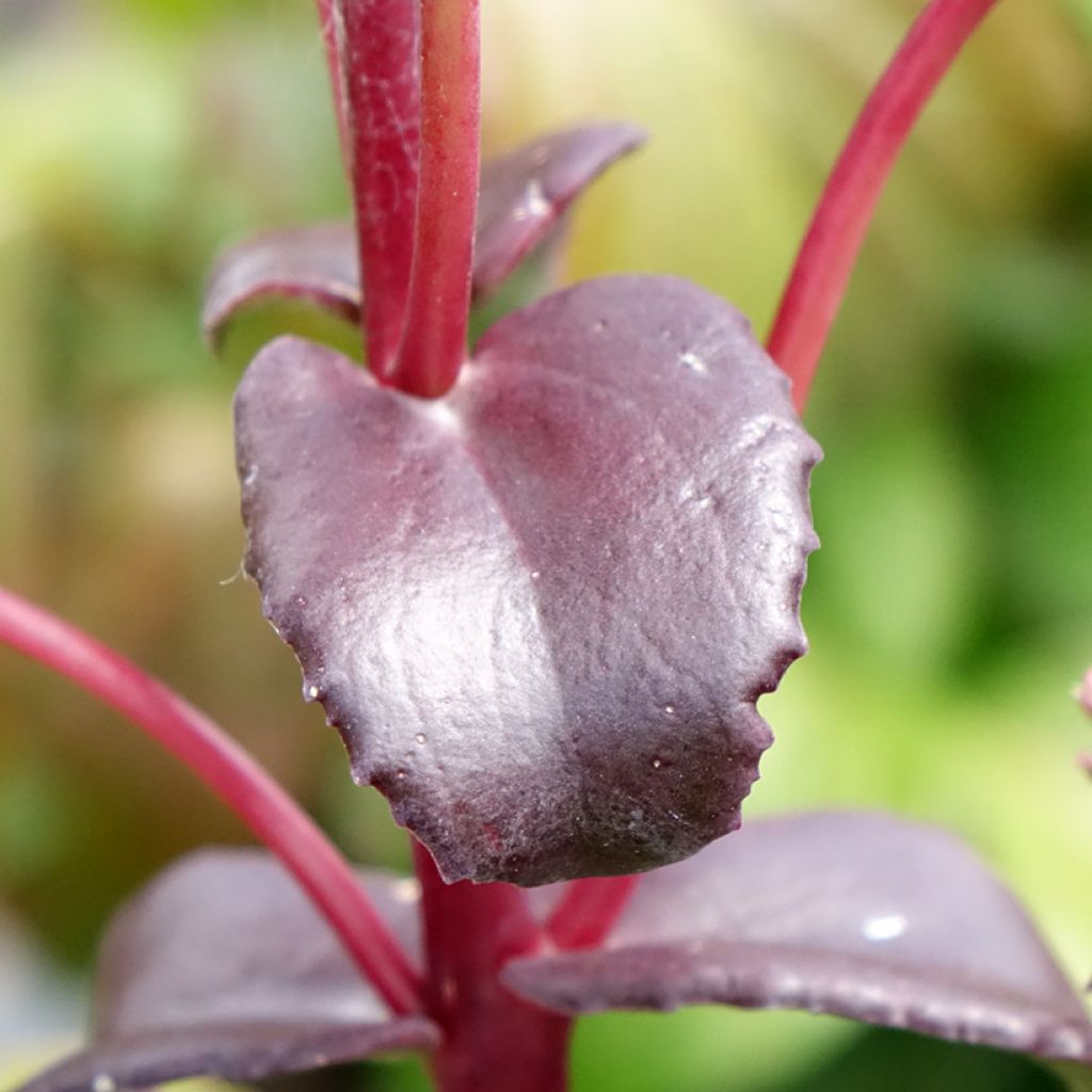 Hylotelephium telephium Peach Pearls - Hemelsleutel