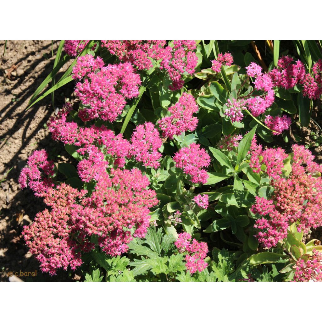 Sedum spectabile Carl - Hemelsleutel
