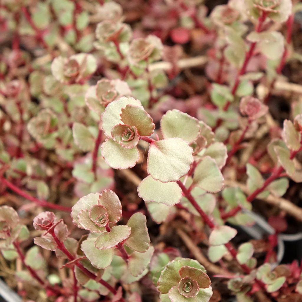 Sedum spurium Fuldaglut - Roze vetkruid
