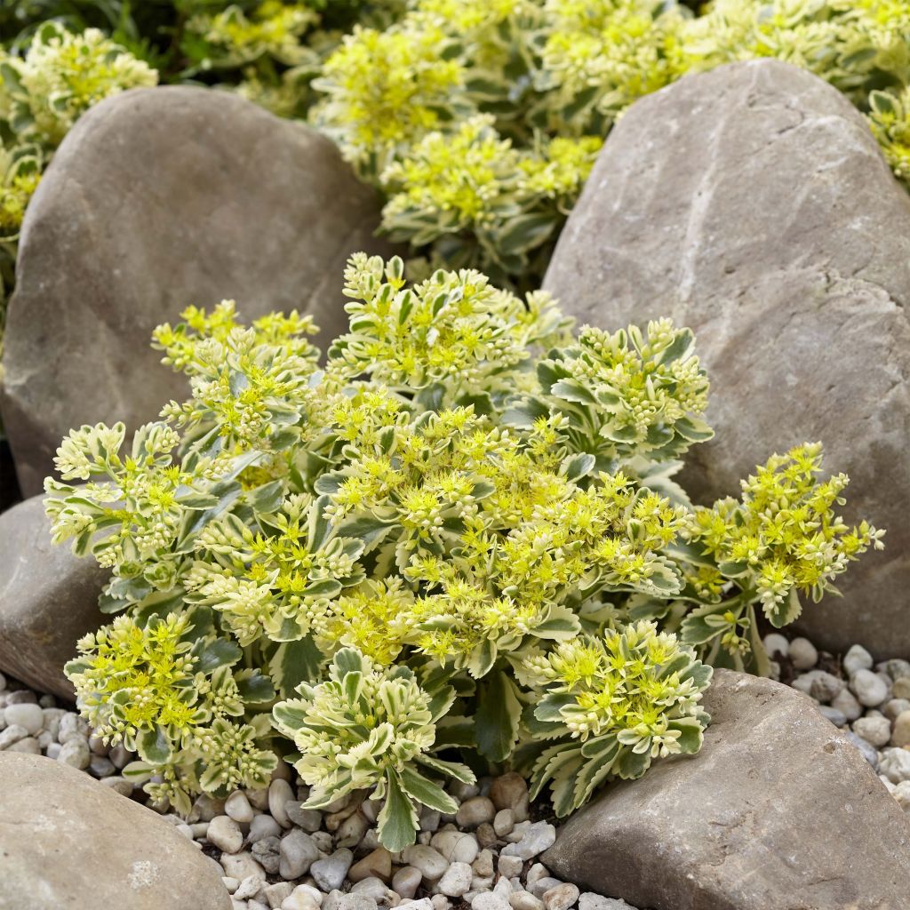 Sedum takesimense Atlantis - Orpin bont