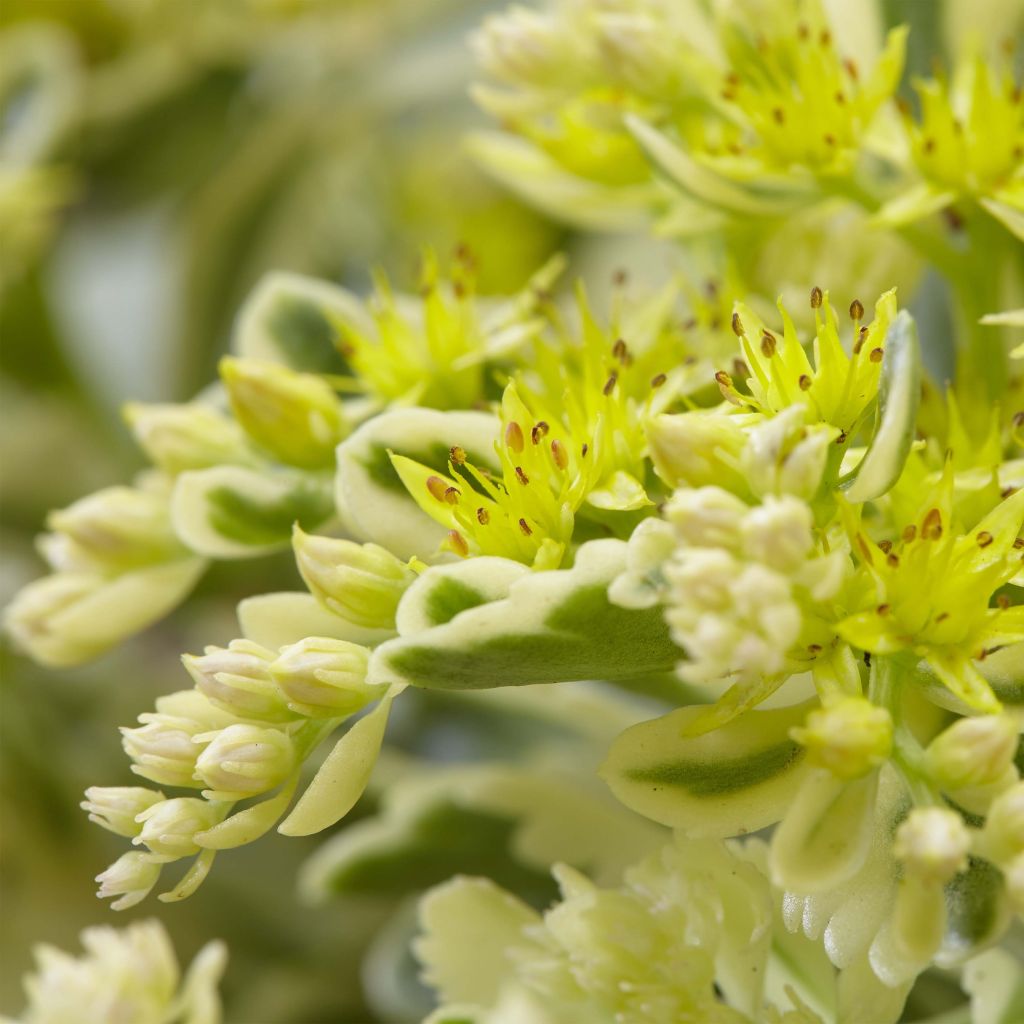 Sedum takesimense Atlantis - Orpin bont