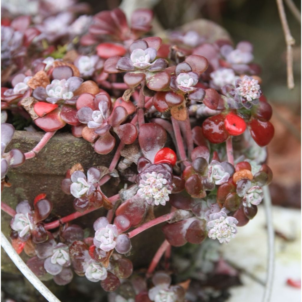 Sedum spathulifolium Purpureum - Vetkruid