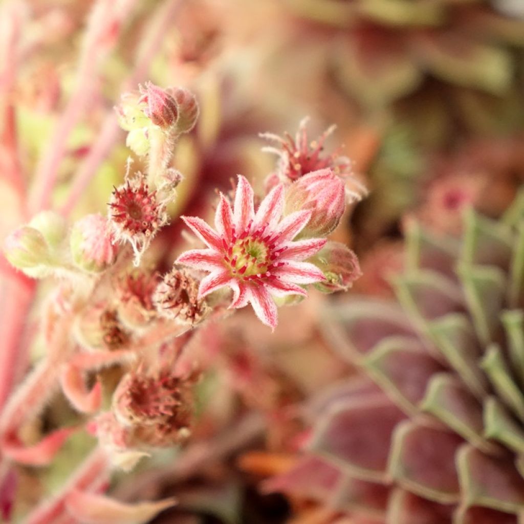 Sempervivum Ruby Star - Huislook