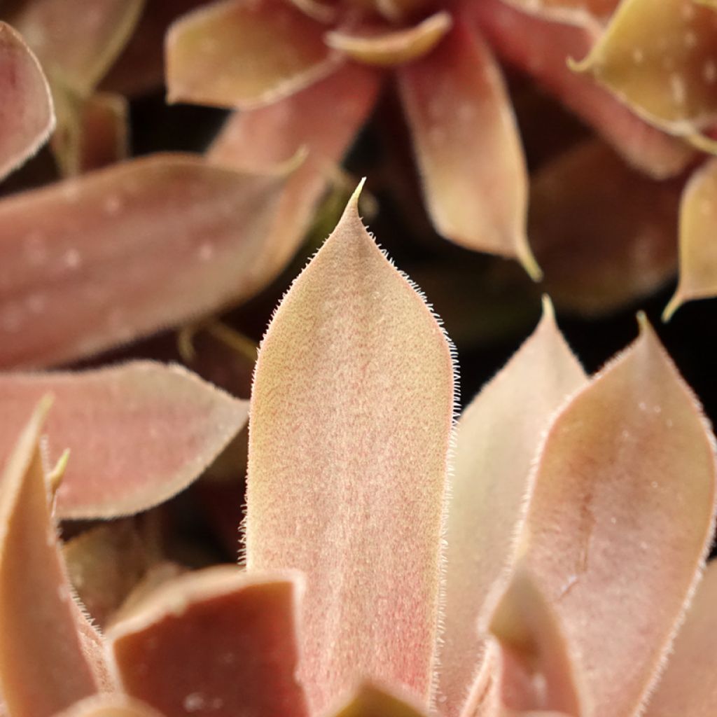 Sempervivum Ruby Star - Huislook