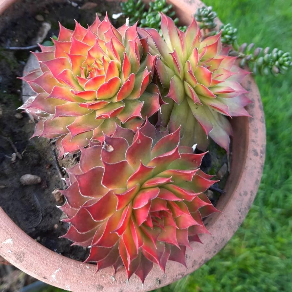 Sempervivum Chick Charms Gold Nugget - Huislook