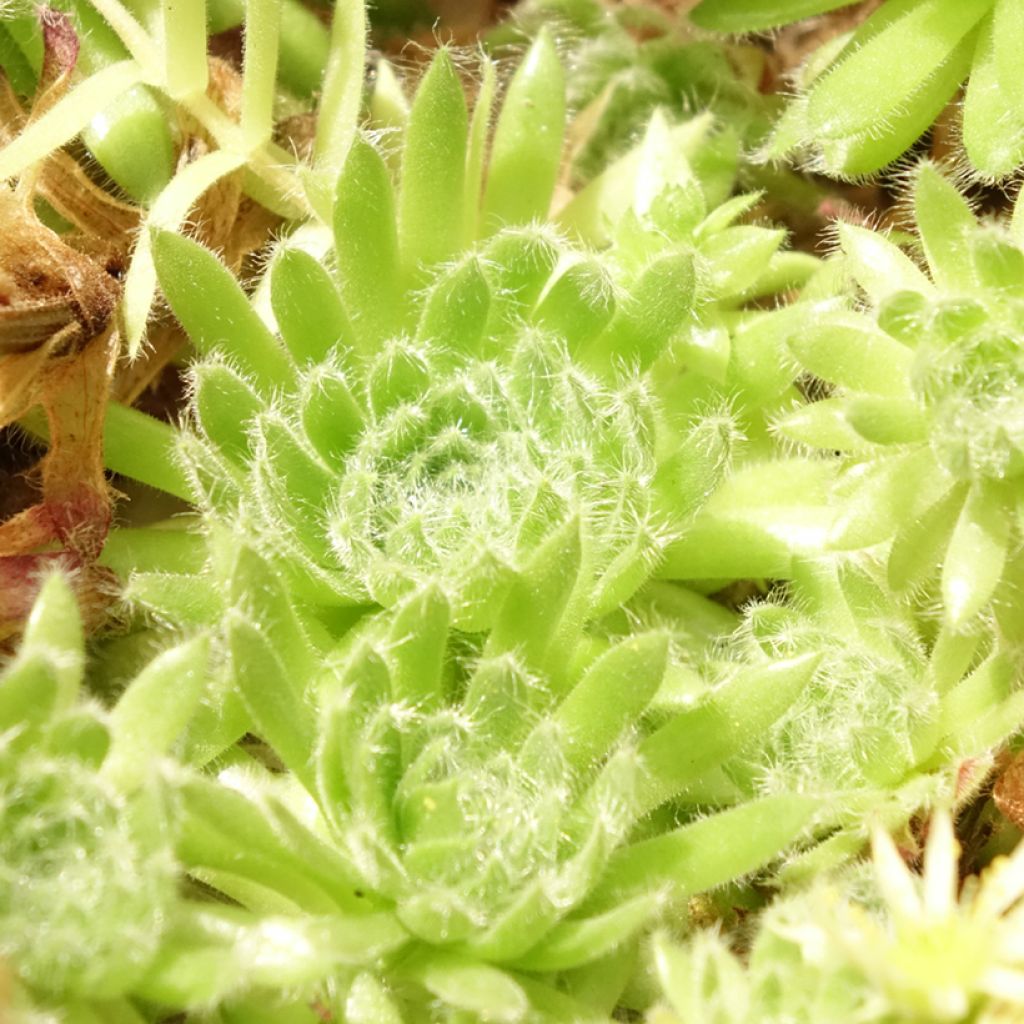 Sempervivum ciliosum var. borisii - Huislook