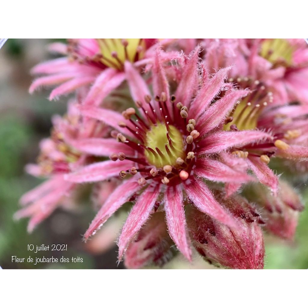 Sempervivum tectorum - Gewone huislook