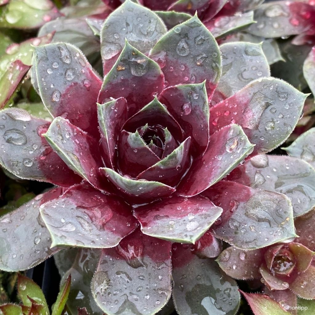 Sempervivum Chick Charms Giants Steel Appeal - Huislook
