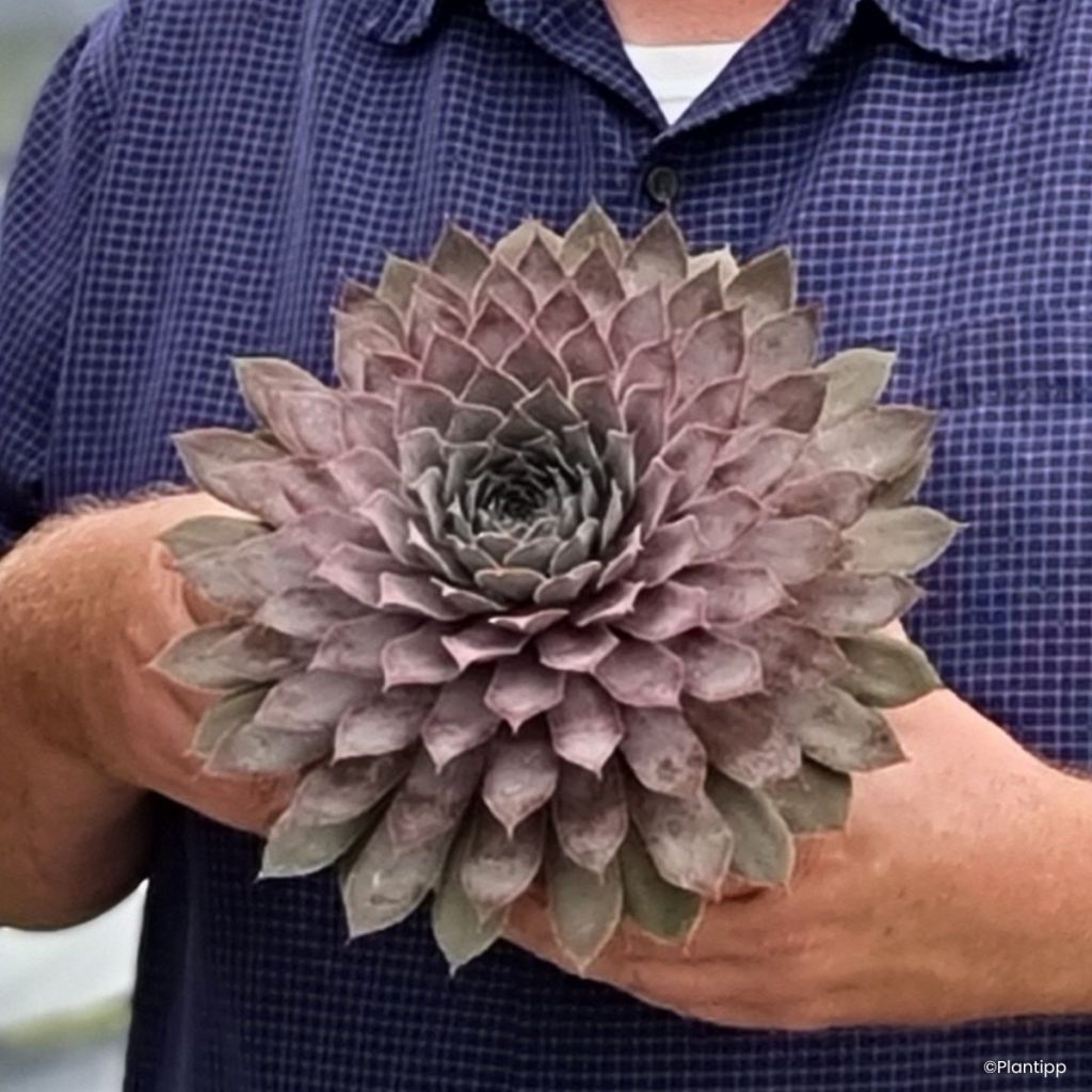 Sempervivum Chick Charms Giants Steel Appeal - Huislook