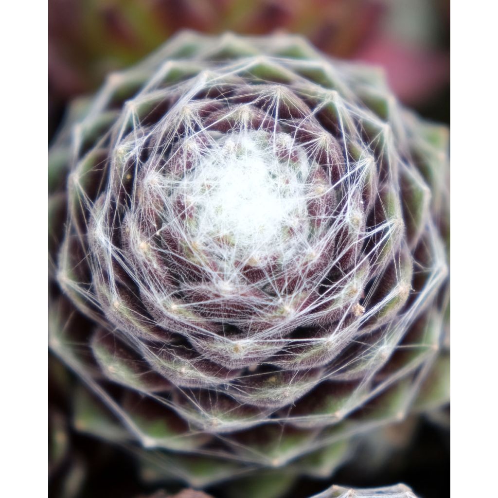 Sempervivum Chick Charms Cotton Candy - Huislook